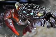 Mottled Shore Crab (Paragrapsus laevis)